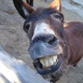 İngilizce Hello Donkey ne Demek Nasıl Yazılır