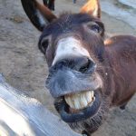 İngilizce Hello Donkey ne Demek Nasıl Yazılır