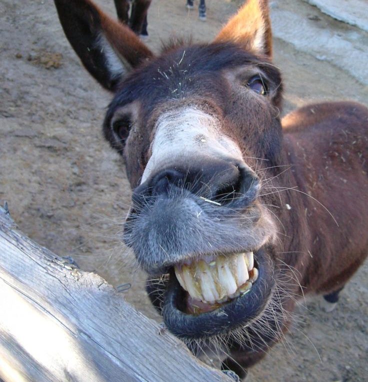 İngilizce Hello Donkey ne Demek Nasıl Yazılır