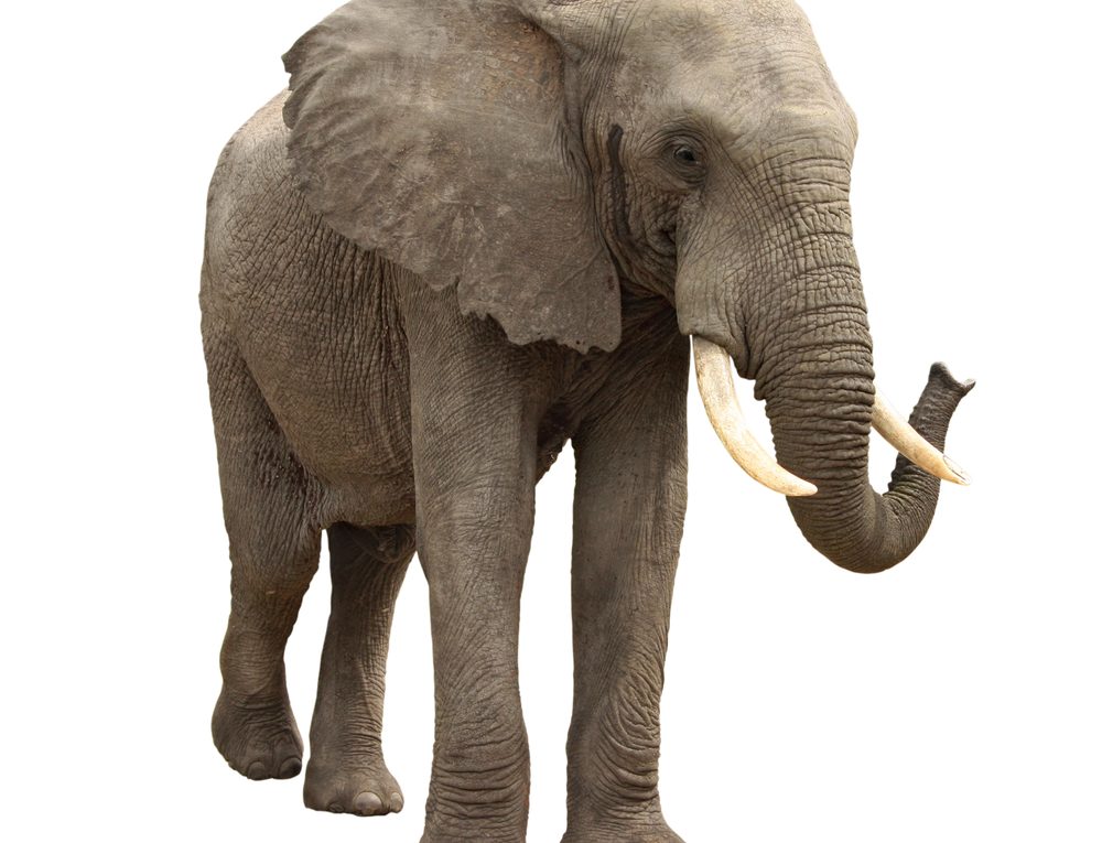 İngilizcede Elephant ne Demek İngilizce Elephant nedir Anlamı