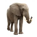 İngilizcede Elephant ne Demek İngilizce Elephant nedir Anlamı