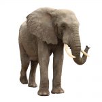 İngilizcede Elephant ne Demek İngilizce Elephant nedir Anlamı